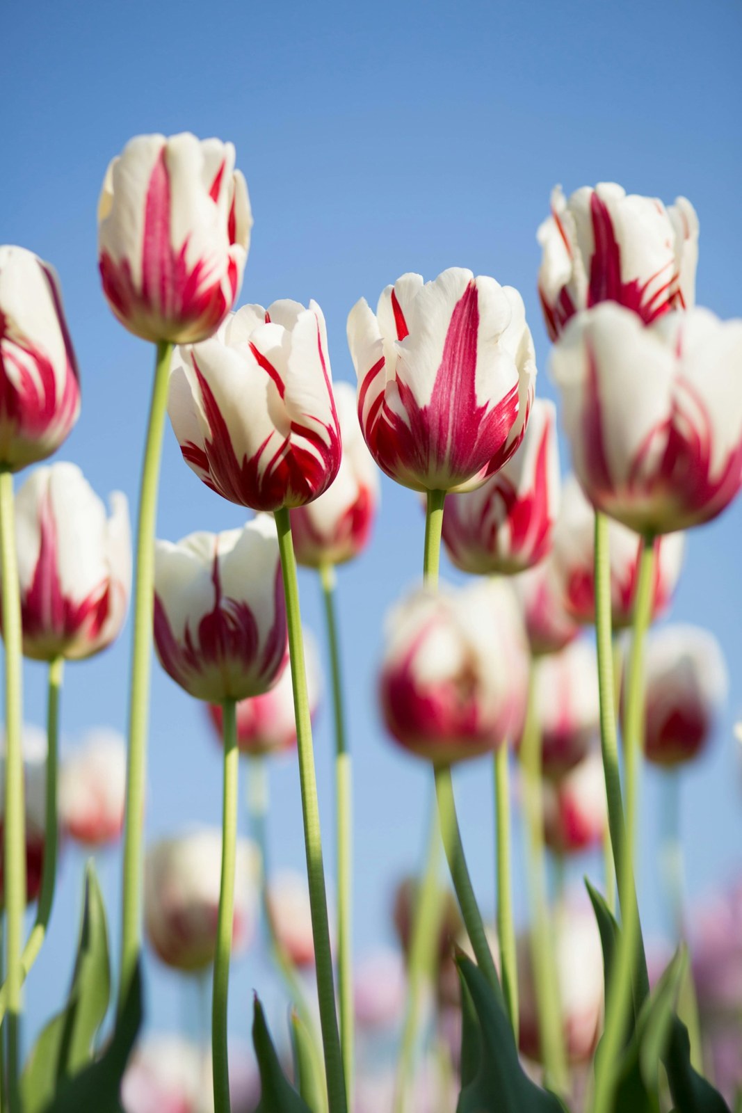 Pink and white tulips in soft natural light